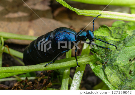 Violet oil beetle Meloe proscarabaeus crawling on green foliage during a sunny afternoon in early spring Violet oil beetle Meloe proscarabaeus crawling on green foliage during a sunny afternoon in early spring 127359042