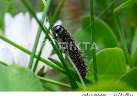 Tansy leaf beetle larva Galeruca tanaceti feeding on vegetation in a lush garden environment during a sunny afternoon Tansy leaf beetle larva Galeruca tanaceti feeding on vegetation in a lush garden environment during a sunny afternoon 127359052