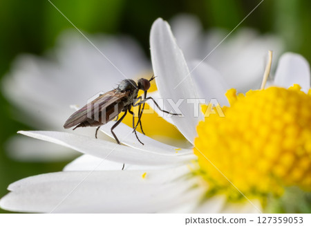 Dance flies resting on a white flower with yellow center during a sunny day in a blooming meadow filled with vibrant wildflowers and greenery Dance flies resting on a white flower with yellow center during a sunny day in a blooming meadow filled with vibrant wildflowers and greenery 127359053