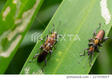 Half-copper reed beetles observed on green leaves in a lush habitat showcasing their distinct coloration and features during daytime 127359057