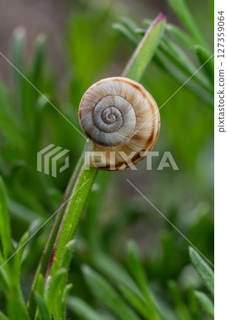 Heath snail Xerolenta obvia resting on green grass in a natural habitat during early morning light 127359064