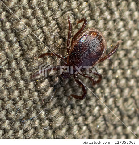 Close-up view of a tick on fabric highlighting its distinct features and natural coloration against the textured surface Close-up view of a tick on fabric highlighting its distinct features and natural coloration against the textured surface 127359065