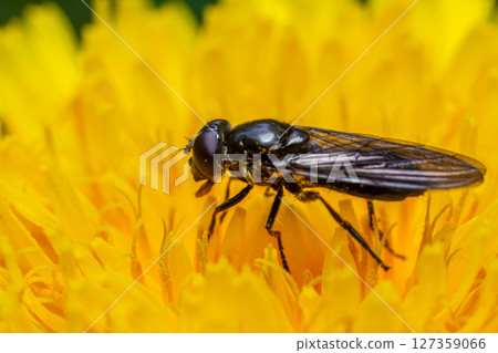 Green drone fly Eristalinus aeneus feeding on bright yellow flower during sunny day in a garden Green drone fly Eristalinus aeneus feeding on bright yellow flower during sunny day in a garden 127359066