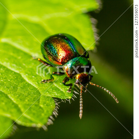 Green mint beetle Chrysolina menthastri perched on a vibrant green leaf in a nature setting during the day Green mint beetle Chrysolina menthastri perched on a vibrant green leaf in a nature setting during the day 127359073