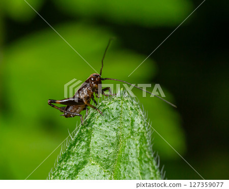 Dark Bush-cricket nymph perched on a leaf amidst lush green foliage during a sunny afternoon in a tranquil natural habitat 127359077
