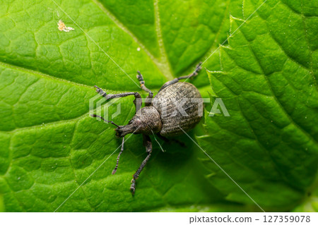 Close-up view of a silver weevil crawling on a vibrant green leaf showcasing detailed texture and natural habitat Close-up view of a silver weevil crawling on a vibrant green leaf showcasing detailed texture and natural habitat 127359078