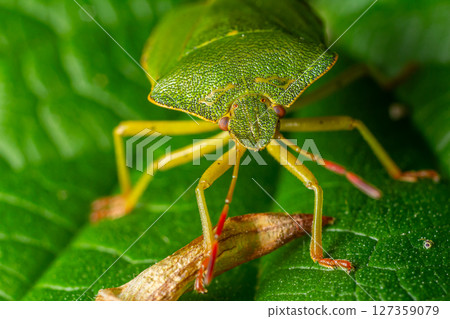 Green insect sitting on a leaf with detailed textures captured in a natural setting during daylight hours 127359079