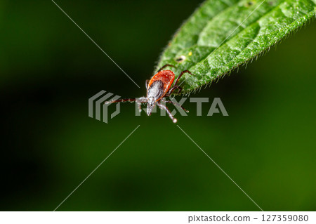Detailed close-up of a tick resting on a green leaf in a natural setting during daylight Detailed close-up of a tick resting on a green leaf in a natural setting during daylight 127359080