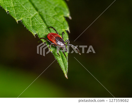 Close-up view of a red and black tick perched on a green leaf in a forested area during daylight hours Close-up view of a red and black tick perched on a green leaf in a forested area during daylight hours 127359082