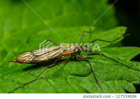 Common crane fly Tipula oleracea resting on a green leaf in a natural setting during daylight hours Common crane fly Tipula oleracea resting on a green leaf in a natural setting during daylight hours 127359084