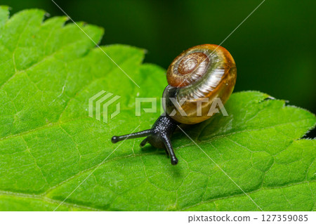 Small translucent brown snail with spiral shell exploring a green leaf in a natural habitat during daylight Small translucent brown snail with spiral shell exploring a green leaf in a natural habitat during daylight 127359085