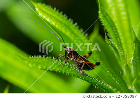 Detailed view of Pholidoptera griseoaptera nymph resting on vibrant green leaves in a natural habitat during daylight hours 127359087