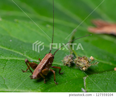 Dark bush-cricket nymph actively exploring green foliage in a natural habitat during a sunny afternoon 127359104
