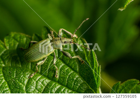Green weevil insect resting on a leaf in a lush garden environment during daylight hours showcasing intricate details of its body and texture Green weevil insect resting on a leaf in a lush garden environment during daylight hours showcasing intricate details of its body and texture 127359105