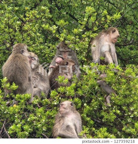 monkeys in the forest monkeys in the forest 127359218