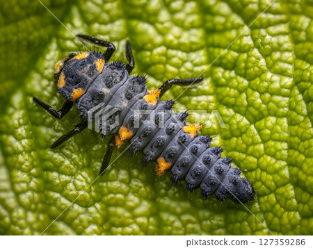 Ladybug larva on a green leaf 127359286