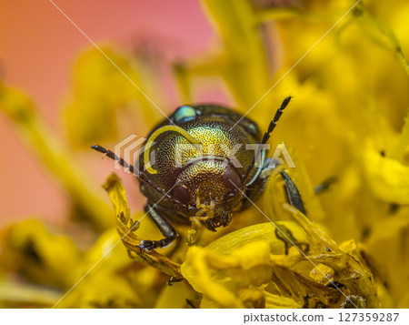 Close-Up of Vibrant Copper Chafer beetle on Yellow Flower 127359287
