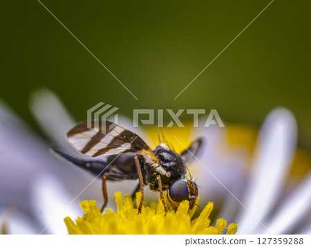Macro View of apple maggot Feeding on Flower in Nature Macro View of apple maggot Feeding on Flower in Nature 127359288