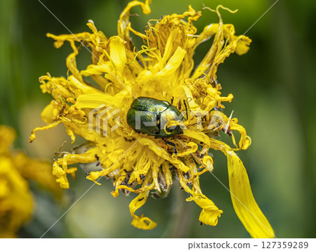 Close-Up of Vibrant Copper Chafer beetle on Yellow Flower Close-Up of Vibrant Copper Chafer beetle on Yellow Flower 127359289