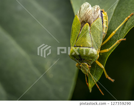 Close-Up of a Green Stink Bug Resting on a Leaf in Nature 127359290