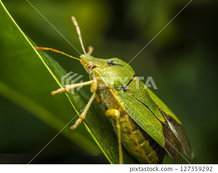 Macro Shot of a Vibrant Green Shield Bug on a Leaf Macro Shot of a Vibrant Green Shield Bug on a Leaf 127359292