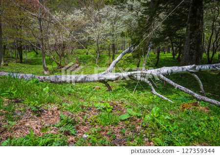 [Norikura Plateau] Fallen birch trees and white flowers [Azumi, Matsumoto City] 127359344