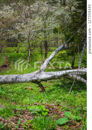 [Norikura Plateau] Fallen birch trees and white flowers [Azumi, Matsumoto City] 127359345