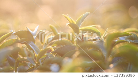 Green tea tree leaves camellia sinensis in organic farm sunlight. Fresh young tender bud herbal farm on summer morning. Sunlight Green tea tree plant. Close up Tree tea plant green nature in morning Green tea tree leaves camellia sinensis in organic farm sunlight. Fresh young tender bud herbal farm on summer morning. Sunlight Green tea tree plant. Close up Tree tea plant green nature in morning 127359390