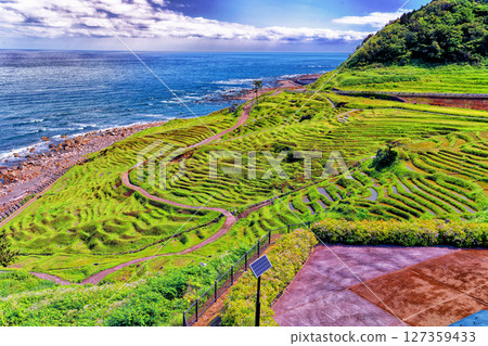千枚田稻田的復興 千枚田稻田的復興 127359433