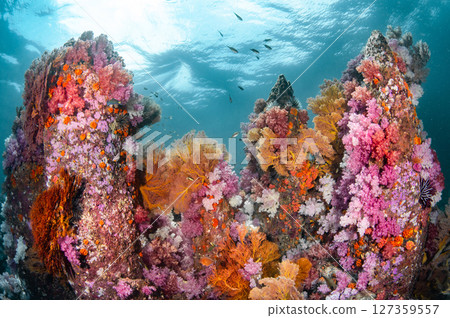 Colorful underwater landscape of Talang Pinnacle or Stonehenge near Lipe island, Thailand Colorful underwater landscape of Talang Pinnacle or Stonehenge near Lipe island, Thailand 127359557