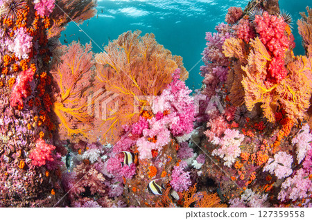 Colorful underwater landscape of Talang Pinnacle or Stonehenge near Lipe island, Thailand Colorful underwater landscape of Talang Pinnacle or Stonehenge near Lipe island, Thailand 127359558
