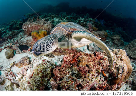 Green turtle on coral reef at Hin Daeng dive site in Andaman sea, Thailand 127359566