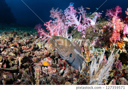 Moray eels living under the rock which is covered by soft coral in Andaman sea, Thailand 127359571