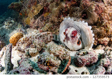 Octopus hiding in a hard coral reef at Racha island in Phuket, Thailand 127359573