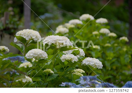Hydrangea after the rain Hydrangea after the rain 127359742