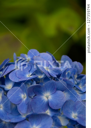 Hydrangea after the rain Hydrangea after the rain 127359744