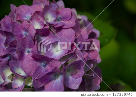 Hydrangea after the rain Hydrangea after the rain 127359745