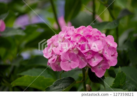 雨後的繡球花 127359821
