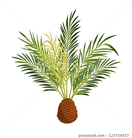 Queen palm. Vector tropical cocos or Jeriva tree. Exotic subtropical plant or summer garden flora. Decorative and ornamental agriculture for warm climate. Syagrus romanzoffiana cultivation. Botany. Queen palm. Vector tropical cocos or Jeriva tree. Exotic subtropical plant or summer garden flora. Decorative and ornamental agriculture for warm climate. Syagrus romanzoffiana cultivation. Botany. 127359877