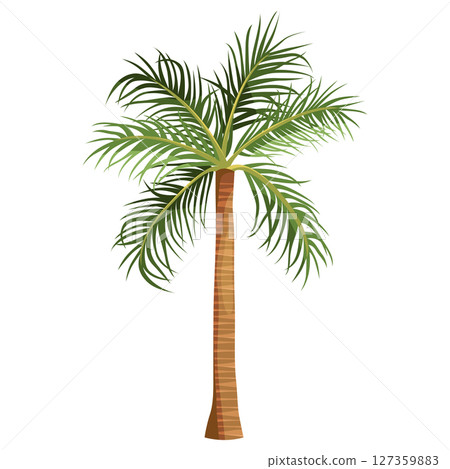 Foxtail palm or Australia exotic tree. Vector clipart for tropical flora. Summer plant for coast or shore, beach cultivation. Garden nature or vegetation. Agriculture and botany, biology, horticulture Foxtail palm or Australia exotic tree. Vector clipart for tropical flora. Summer plant for coast or shore, beach cultivation. Garden nature or vegetation. Agriculture and botany, biology, horticulture 127359883