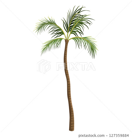 Coconut tree or cocos palm. Vector drink or milk beverage tropical plant. Exotic garden, paradise element or oasis, beach flora. Summer climate or subtropical cultivation. Horticulture and agriculture 127359884