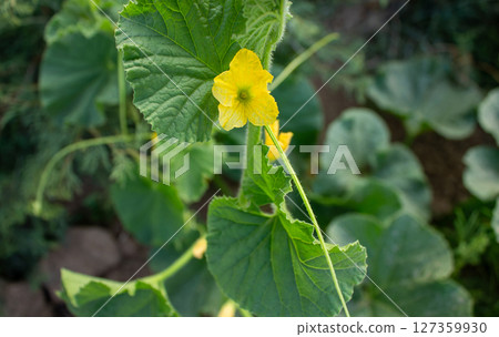 Flowers of the day Growing in the garden Flowers of the day Growing in the garden 127359930