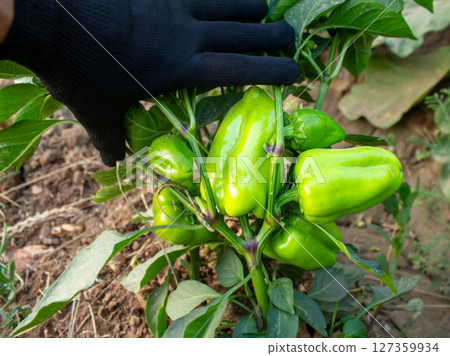 A farmer shows a bell pepper plant with a crop of peppers hanging on the bush A farmer shows a bell pepper plant with a crop of peppers hanging on the bush 127359934