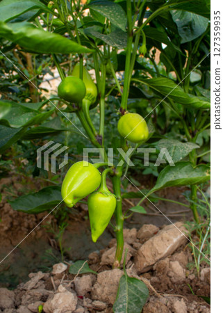 Bell pepper fruits grow on bushes in the garden Bell pepper fruits grow on bushes in the garden 127359935