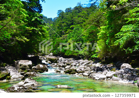 Yakushima Yaksugi Land Arakawa 127359971