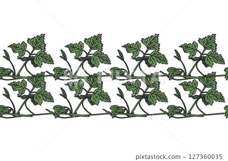 Botanical floral horizontal border with grapevine isolated on white background. Hand drawn vine plant with long stem and green leaves vector illustration. Graphic design element for Birthday Wedding 127360035