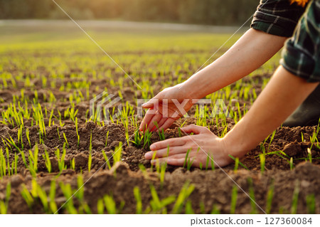 Farmer holds a young green wheat sprouts in hands checking quality of new crop. Concept of ecology. 127360084
