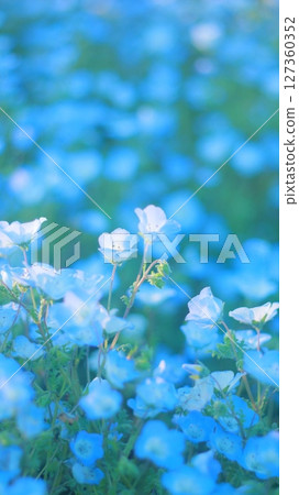 粉蝶花田的垂直照片 127360352