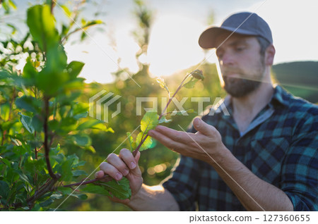 Farmer working in orchard inspecting fruit trees for pests or diseases. Farmer working in orchard inspecting fruit trees for pests or diseases. 127360655