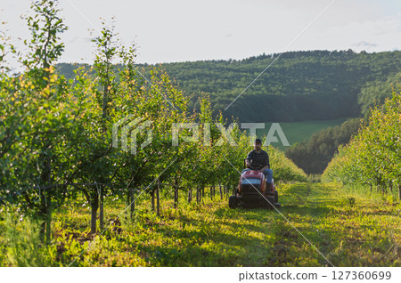 Farmer mowing grass between fruit trees on small tractor. 127360699